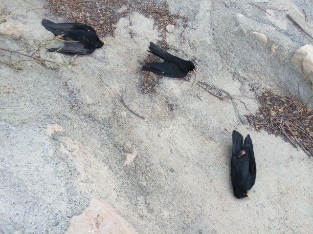 تلف شدن کلاغ های نوک قرمز تلف شدن کلاغ های نوک قرمز