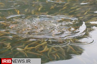 فعالیت 514 مزرعه آبزی پروری در زنجان فعالیت 514 مزرعه آبزی پروری در زنجان