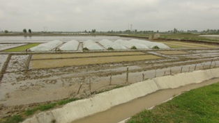 هشدار به فعالیتهای زودهنگام شالیکاران