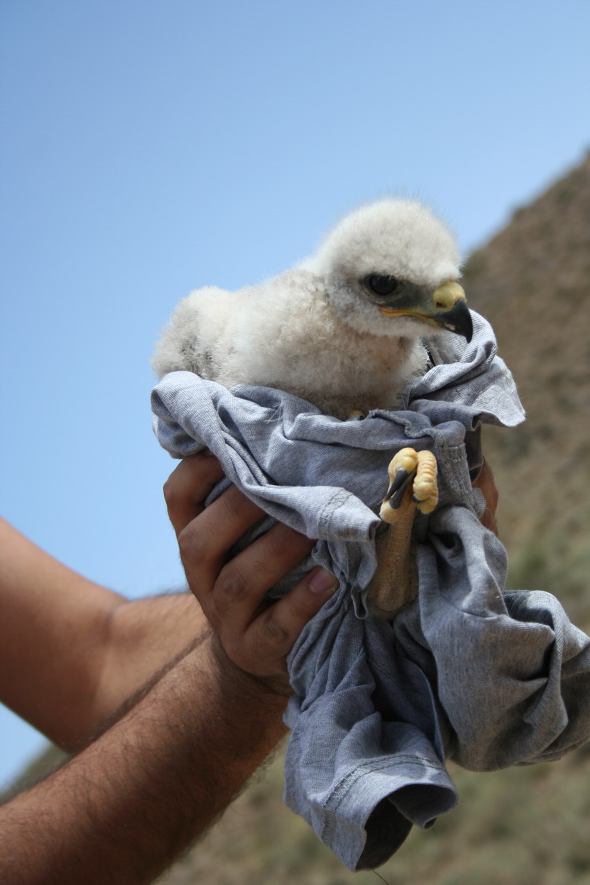 کشف جوجه عقاب از منزل مسکونی در تربت حیدریه