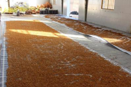 مهر و موم واحد بدون مجوز تولید چای به در نجف آباد مهر و موم واحد بدون مجوز تولید چای به در نجف آباد