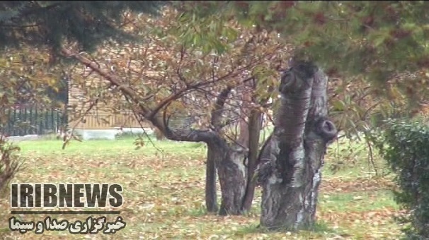 وزش باد شدید همراه باغبارمحلی ، زنجان وزش باد شدید همراه باغبارمحلی ، زنجان