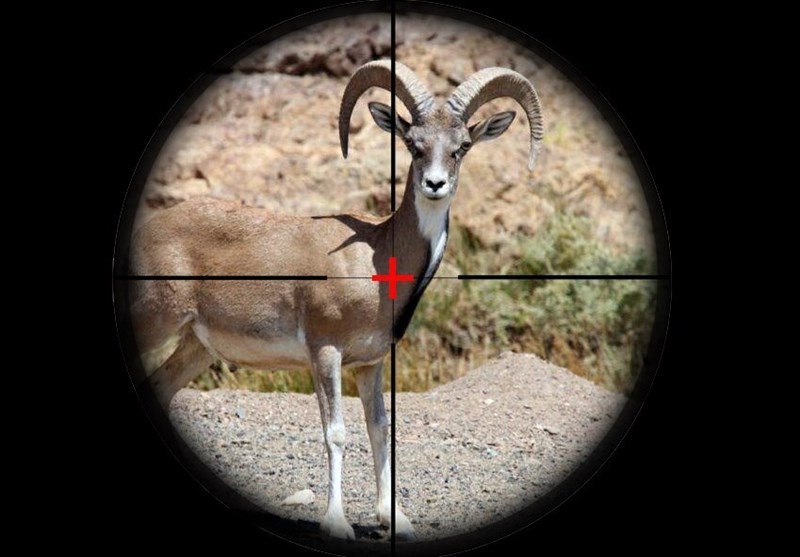 مجوز شکار در خراسان رضوی صادر نمی شود