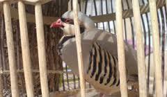 منع خریدوفروش جانوران وحشی