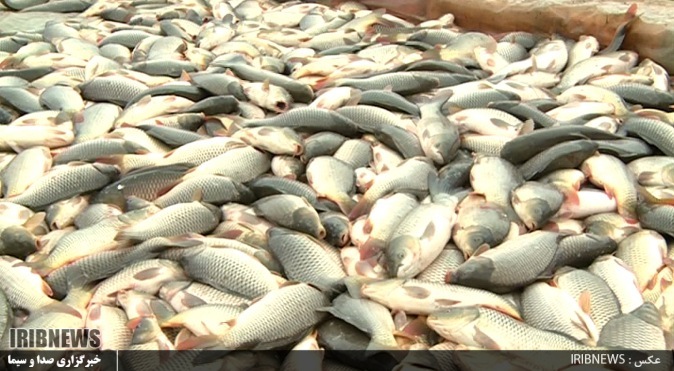 صنعت آبزی پروری گیلان 4 دهه روی دور تولید صنعت آبزی پروری گیلان 4 دهه روی دور تولید