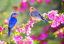 انابد ،آماده پذیرایی از میهمانان نوروزی