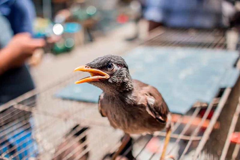 کشف 9 قطعه پرنده وحشی در تایباد