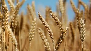 روسيه ابرقدرت کشاورزي جهان باقي خواهد ماند