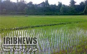 تَرَک خشکسالی بر چهره سبز گلستان