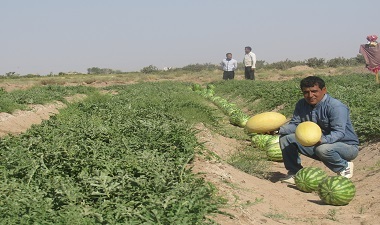 برداشت جالیز از مزارع طبس