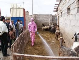 سم پاشی رایگان اماکن دامی جنوب استان