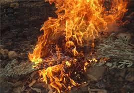 نابودی 50 اصله درخت در آتش سوزی فضای سبز دانشگاه فردوسی