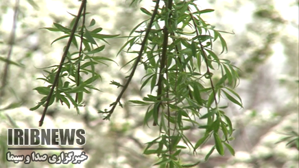 روند افزایشی دما تاپایان هفته در زنجان روند افزایشی دما تاپایان هفته در زنجان