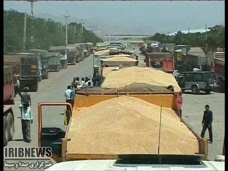 ارسال 30 هزار تن گندم تولیدی زنجان به 6 استان کشور