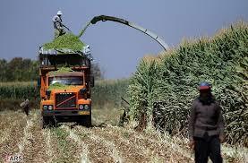 نیشابور رتبه اول خراسان رضوی در تولید ذرت علوفه ای نیشابور رتبه اول خراسان رضوی در تولید ذرت علوفه ای