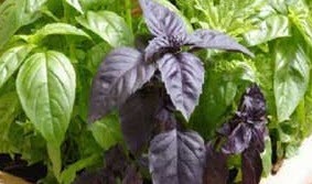 گیاهانی برای تصفیه خون