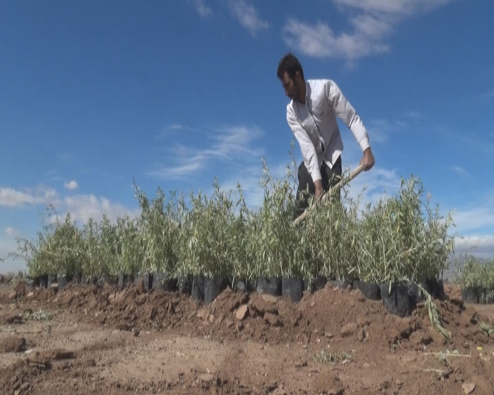 اجرای طرح بیابان زدایی در پناهگاه حیات وحش شیراحمد سبزوار