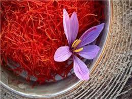 20 هزار متر مربع سطح کشت زعفران در میرجاوه 20 هزار متر مربع سطح کشت زعفران در میرجاوه