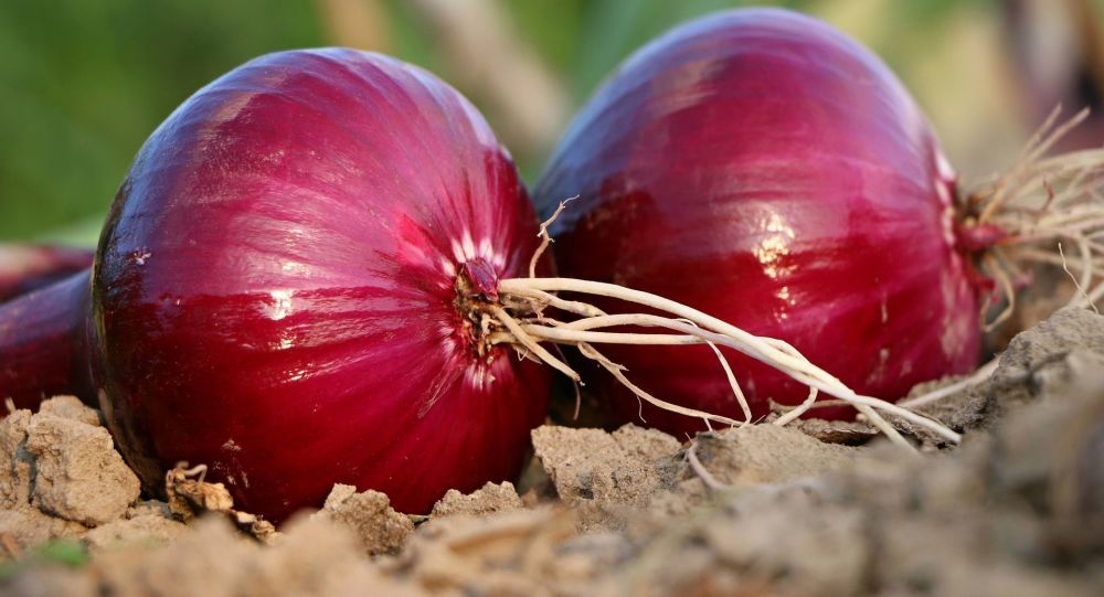 لارستان قطب تولید پیاز طرح استمرار در جنوب فارس