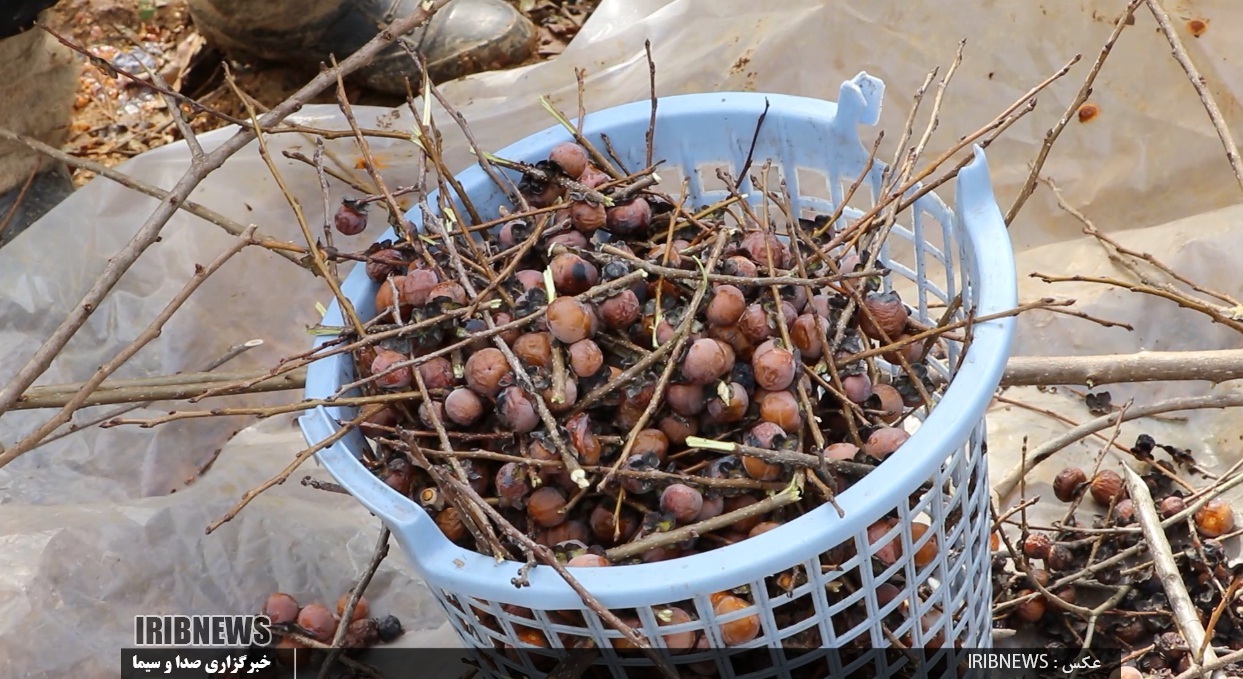 اربا دوشاب گیلان، عصاره ای از دل میوه گس جنگلی