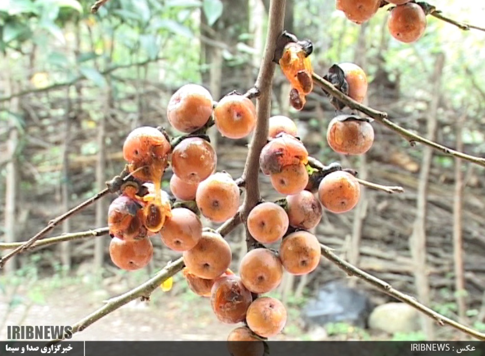 اربا دوشاب گیلان، عصاره ای از دل میوه گس جنگلی