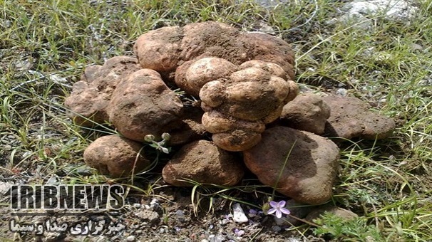 دنبالان ، ارمغان خوشمزه طبیعت در طارم دنبالان ، ارمغان خوشمزه طبیعت در طارم