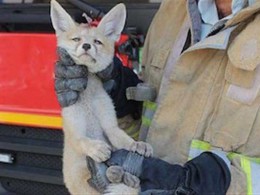 نجات روباه گرفتار در استخر ذخیره آب در خلیل آباد