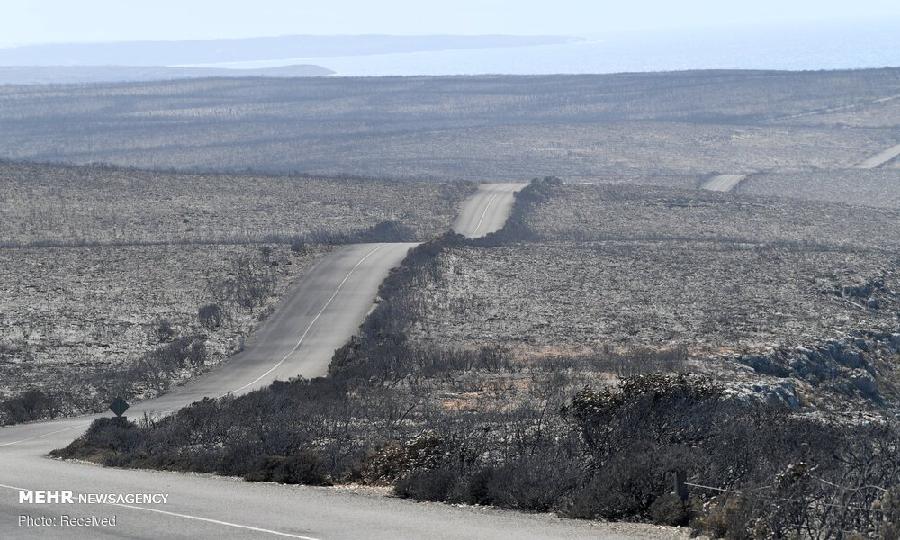 تصاویری دردآور از سوختن جزیره کانگوروها‎!