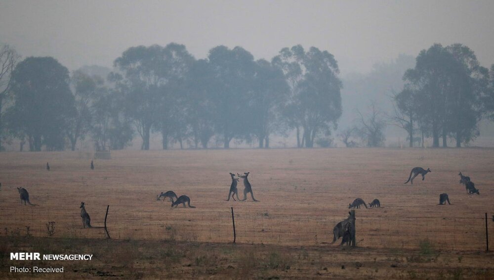 تصاویری دردآور از سوختن جزیره کانگوروها‎!