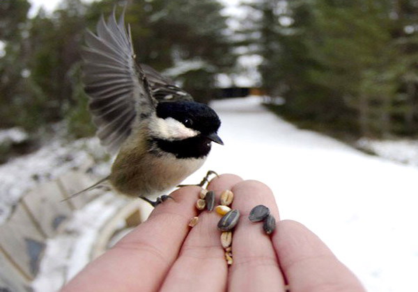 در روز&zwnj;های برفی پیش رو با پرندگان مهربان&zwnj;تر باشیم