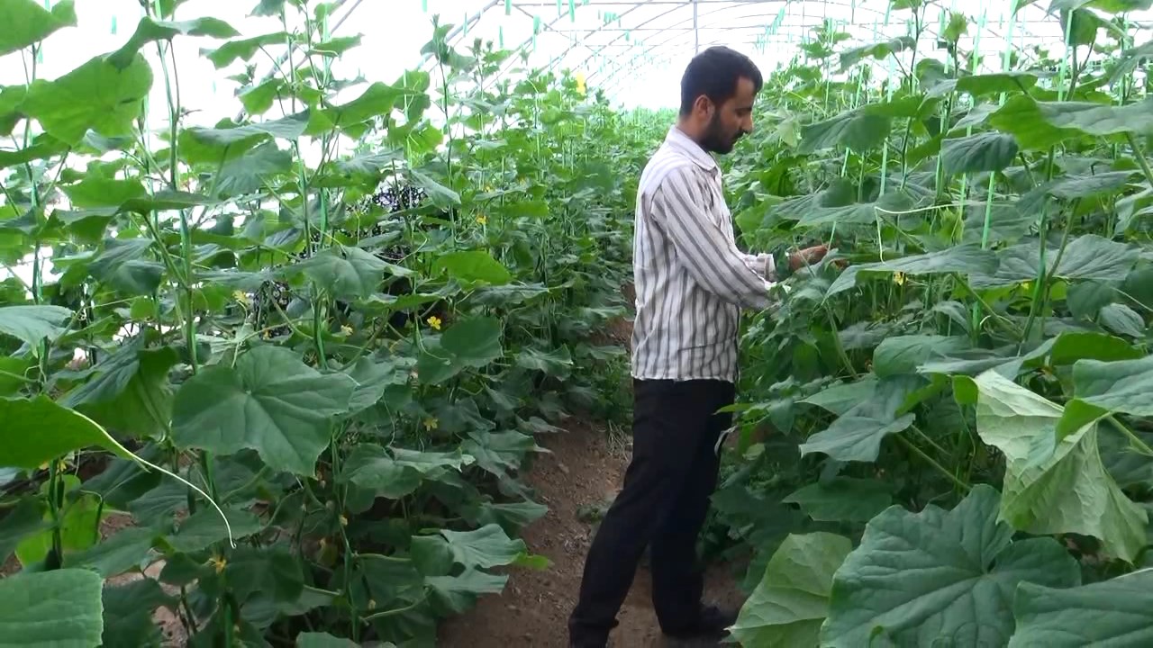 توصیههای تخصصی پیشگیری از ابتلا به کرونا برای فعالان کشاورزی توصیههای تخصصی پیشگیری از ابتلا به کرونا برای فعالان کشاورزی