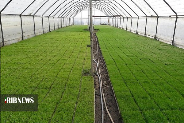 آمادگی شالیکاران گیلان برای کشت بذر امید در روزهای کرونایی آمادگی شالیکاران گیلان برای کشت بذر امید در روزهای کرونایی