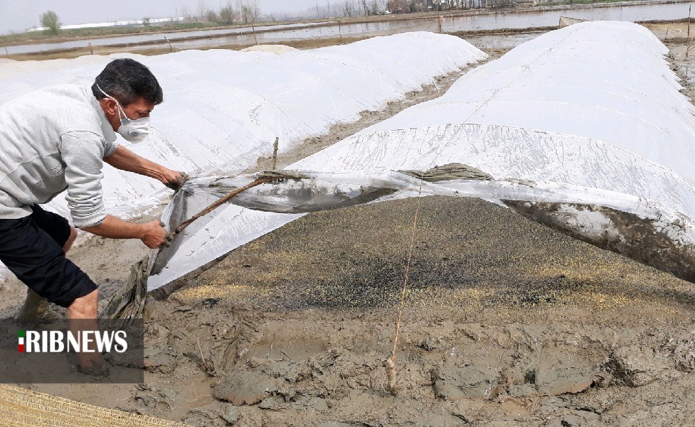 آمادگی شالیکاران گیلان برای کشت بذر امید در روزهای کرونایی آمادگی شالیکاران گیلان برای کشت بذر امید در روزهای کرونایی