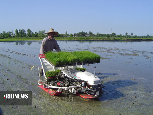 آمادگی شالیکاران گیلان برای کشت بذر امید در روزهای کرونایی آمادگی شالیکاران گیلان برای کشت بذر امید در روزهای کرونایی