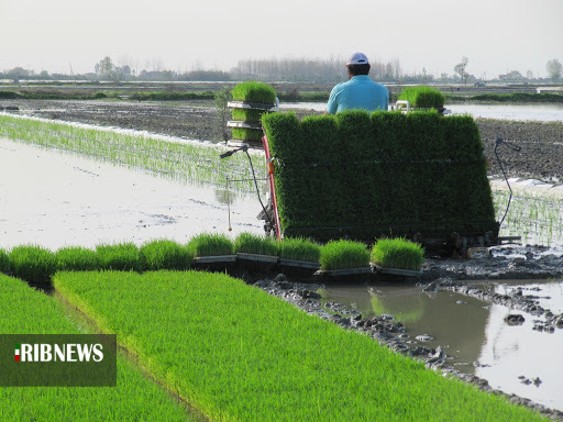 آمادگی شالیکاران گیلان برای کشت بذر امید در روزهای کرونایی آمادگی شالیکاران گیلان برای کشت بذر امید در روزهای کرونایی