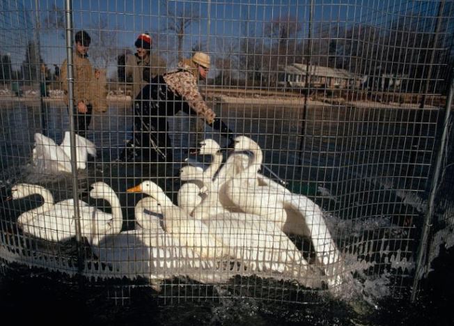 تصویری از قوهای پناهگاه ملی حیوانات بلک واتر