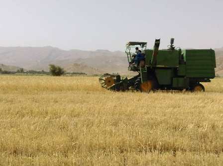 برداشت گندم و جو در داراب