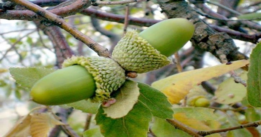 در همسایگی بلوط