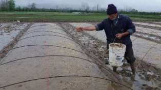 ضرورت شستشو و ضدعفونی بذر برنج ضرورت شستشو و ضدعفونی بذر برنج