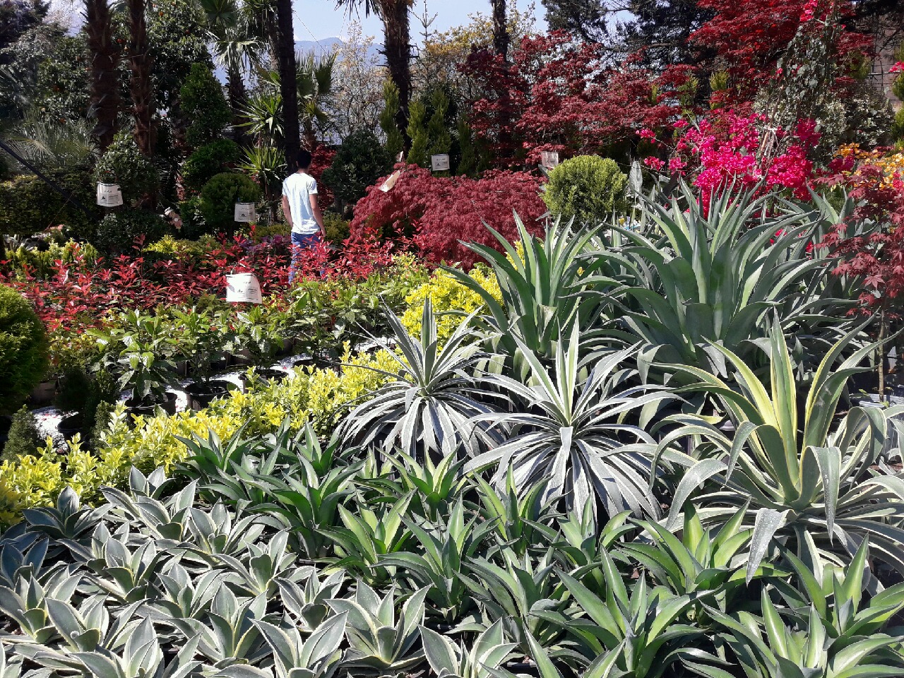 آغاز نمایشگاه بین المللی گل و گیاهان زینتی در چابکسر