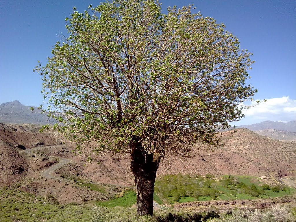 ساماندهی درختان کهنسال جنگلی در استهبان