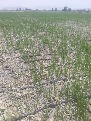 کاشت مستقیم برنج  در قیروکارزین