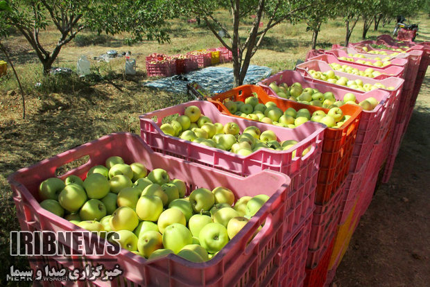 برداشت ۲۰۰ هزار تن سیب تابستانه از باغهای آذربایجانغربی