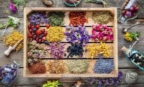 احتیاط زنان باردار در مصرف برخی دمنوش‌های گیاهی