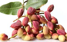 پسته کاران تدابیر امنیتی لازم را بیندیشند