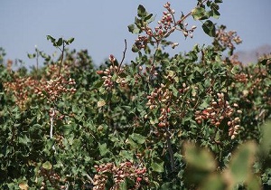 خسارت میلیاردی باران به باغ&zwnj;های پسته سروستان