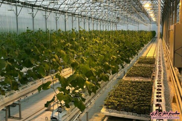 برنامه افزایش سطح زیر کشت گلخانه ای در گیلان برنامه افزایش سطح زیر کشت گلخانه ای در گیلان