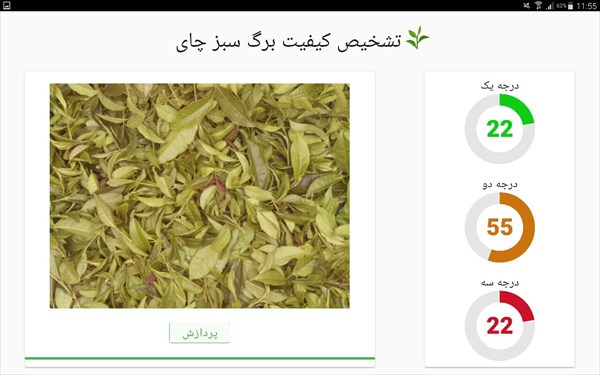 تولید نخستین دستگاه تشخیص کیفیت چای در گیلان