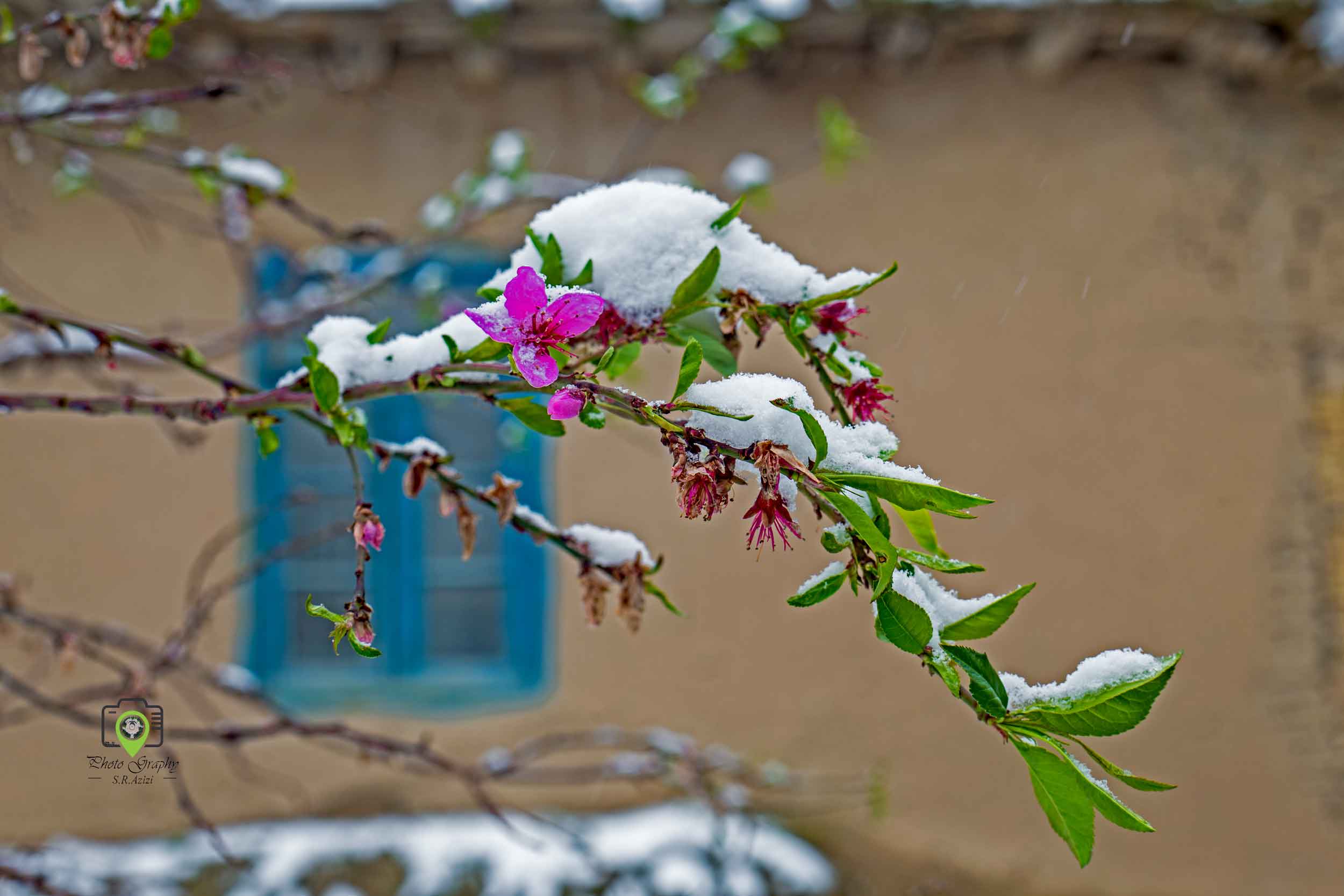 خسارت سنگین برف و سرما به باغات کلات خسارت سنگین برف و سرما به باغات کلات