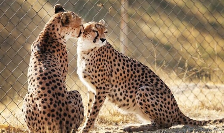 حیات وحش بومی ایران را بشناسید